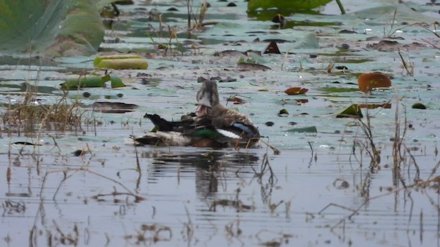 Northern Shoveler - ML612521307