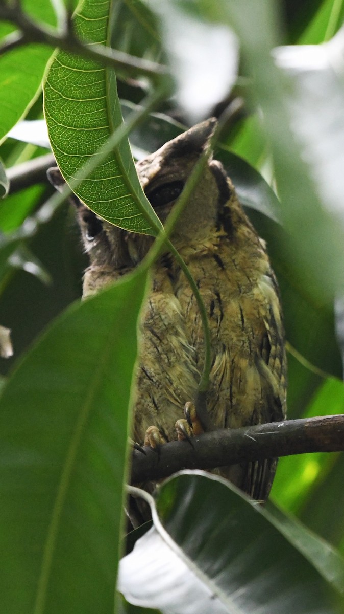Indian Scops-Owl - ML612521318