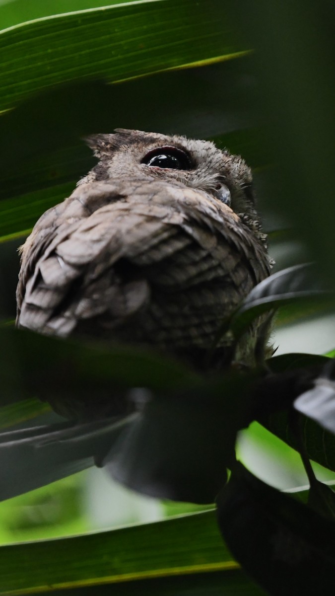 Indian Scops-Owl - ML612521319