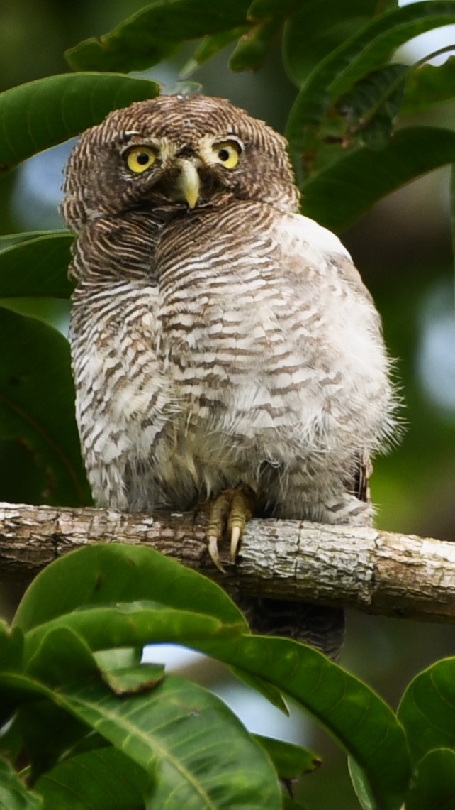 Jungle Owlet - ML612521327