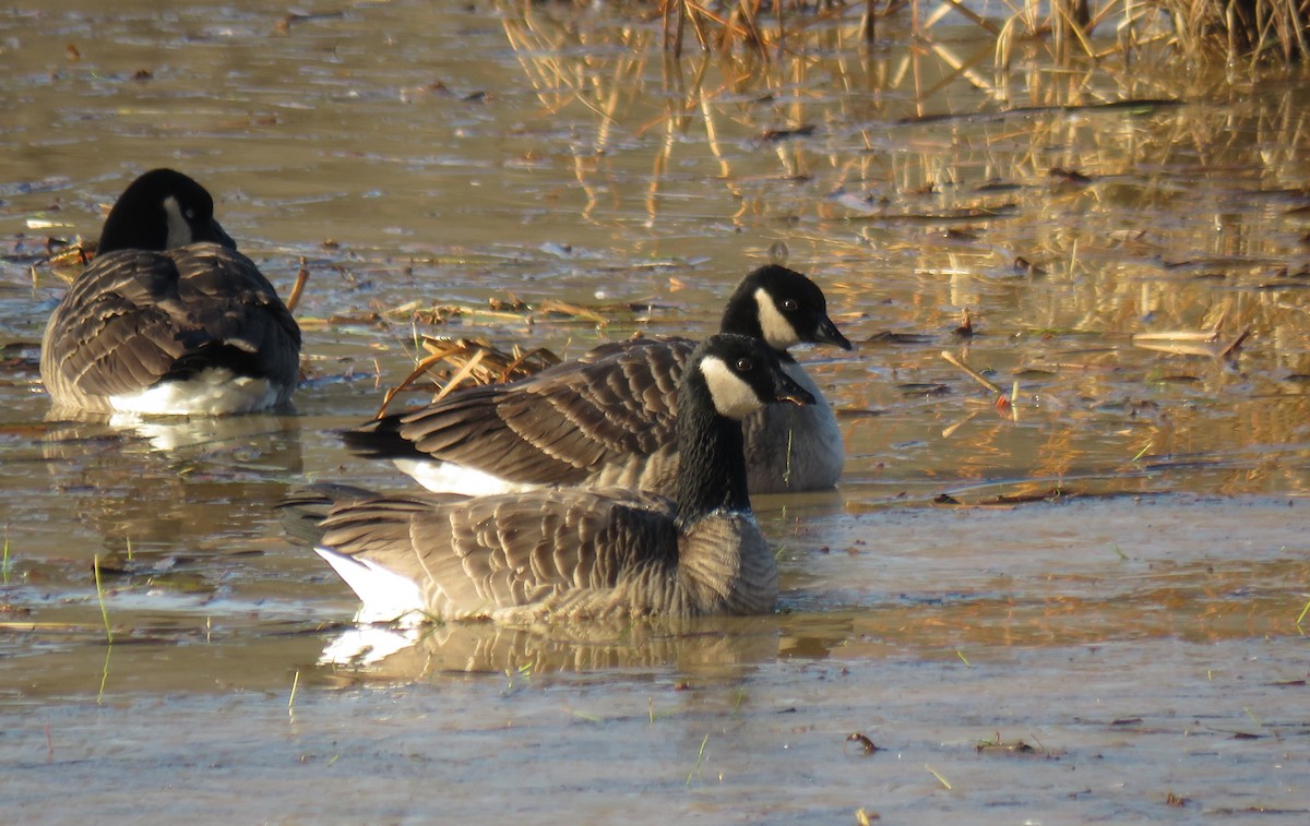 Cackling Goose - Toby Hardwick