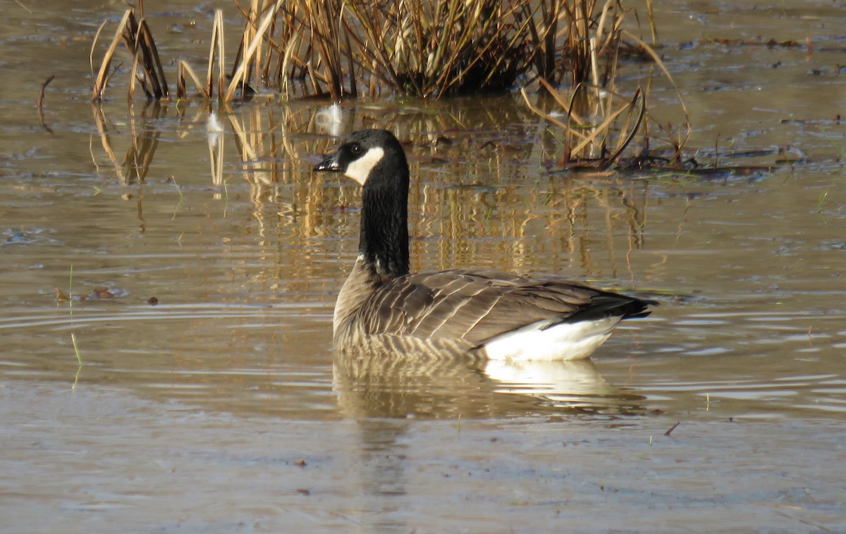 Cackling Goose - ML612521337