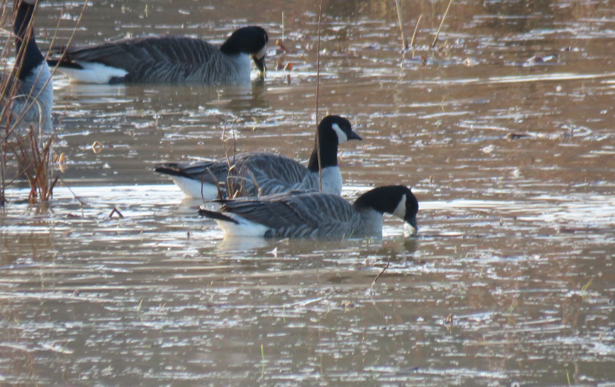 Cackling Goose - Toby Hardwick