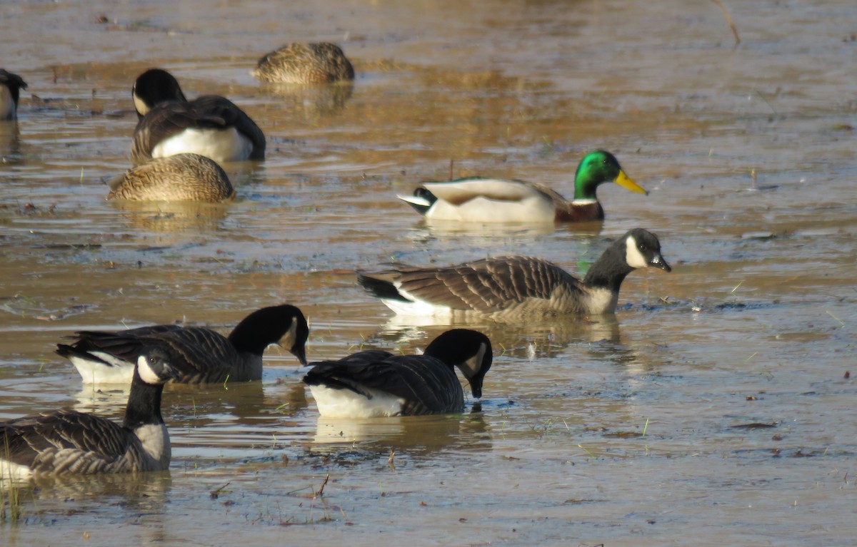 Cackling Goose - Toby Hardwick