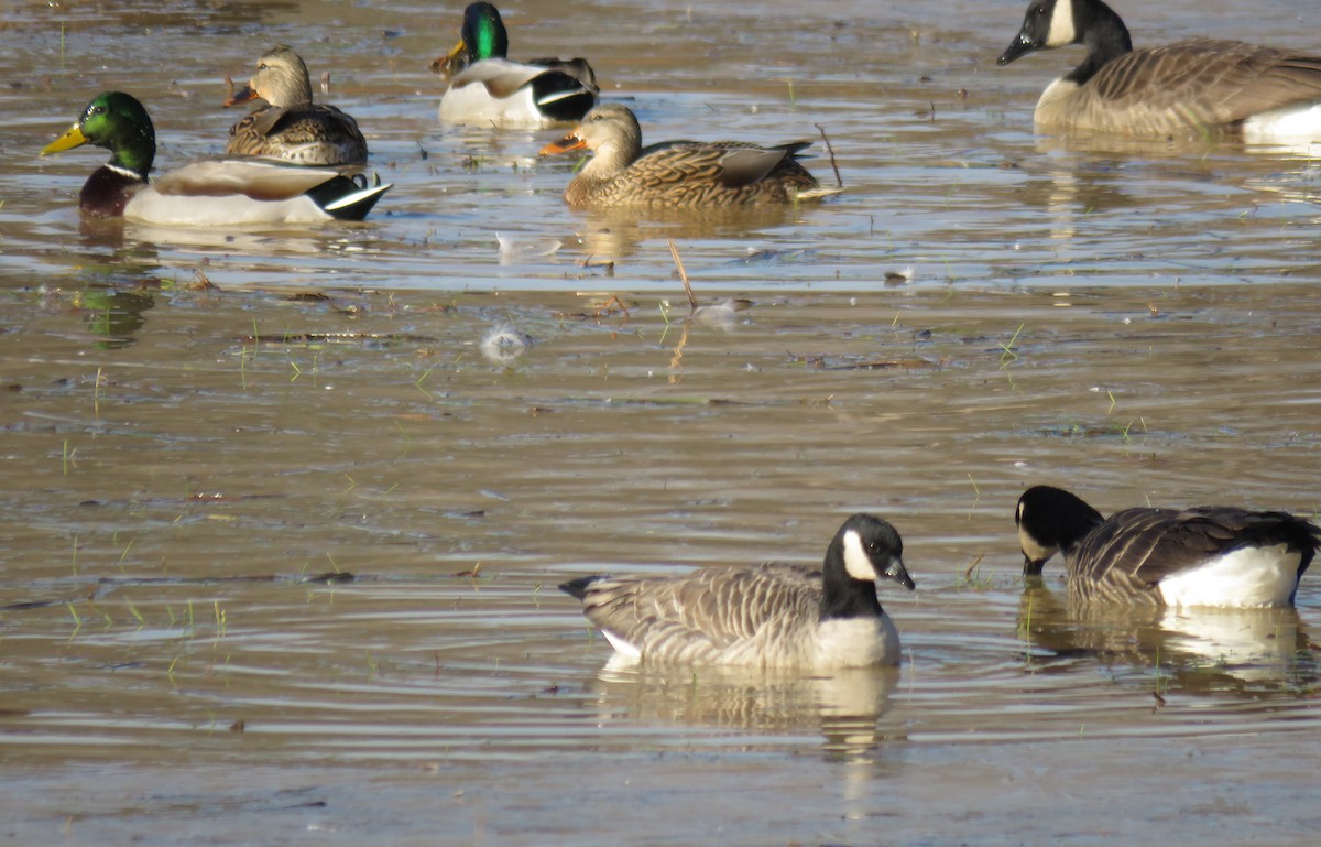 Cackling Goose - ML612521341