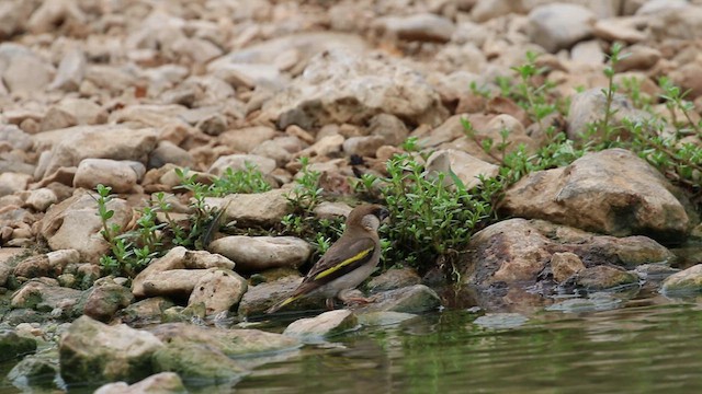 Arabian Grosbeak - ML612521354