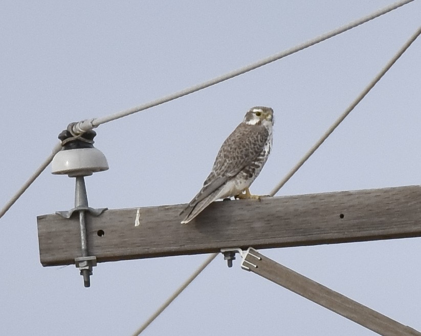 Prairie Falcon - ML612521360