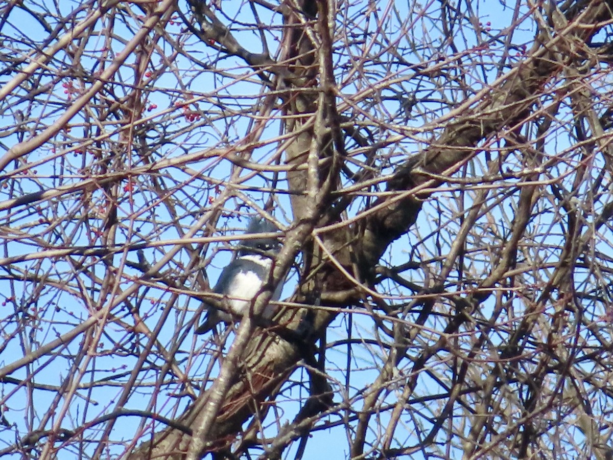 Belted Kingfisher - ML612521361