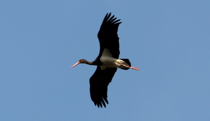 חסידה שחורה - ML612521365