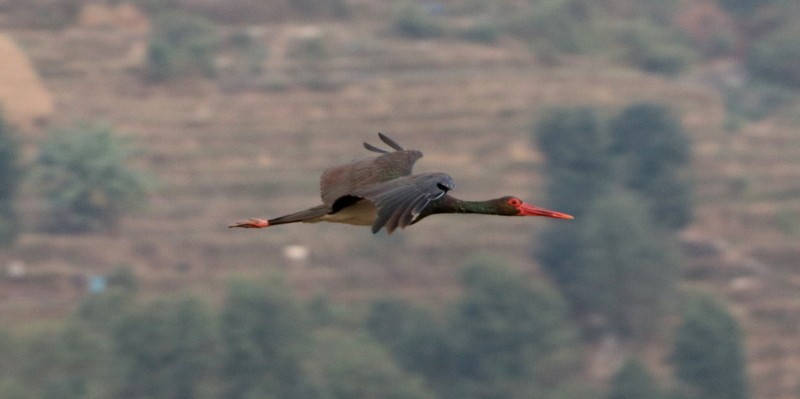 Black Stork - Kris Webb