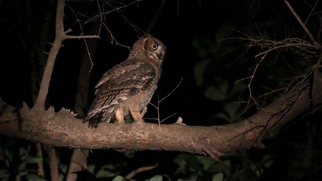 Arabian Eagle-Owl - ML612521375