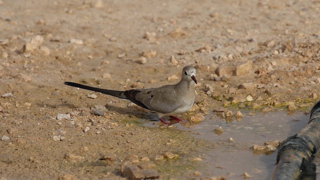תורית זנבנית - ML612521412
