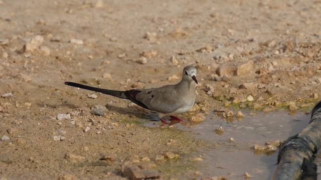 Tortolita Rabilarga - ML612521412