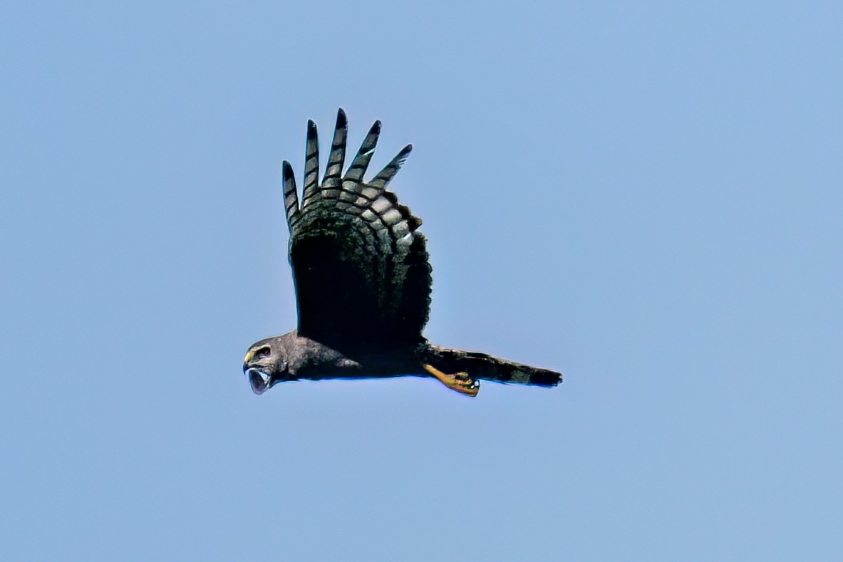 Long-winged Harrier - ML612521450