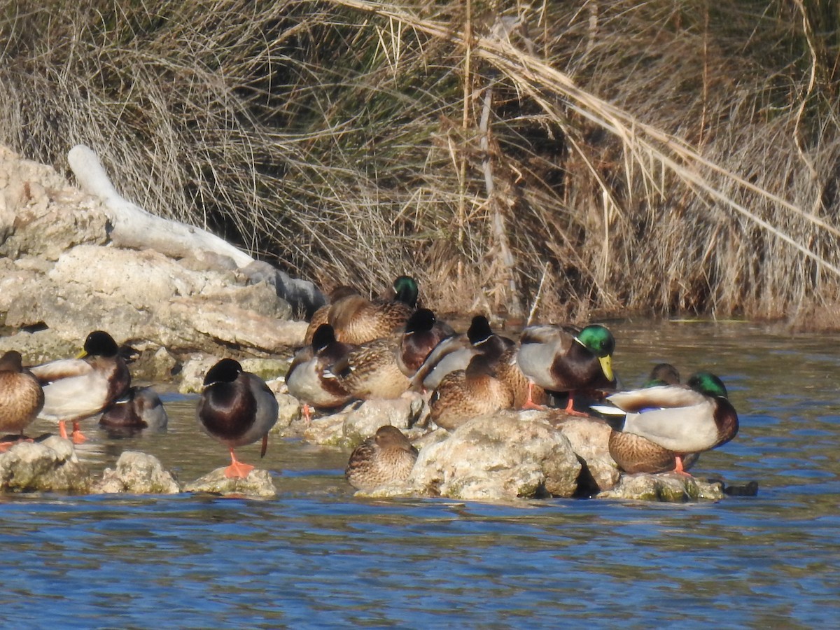 Mallard - ML612521477