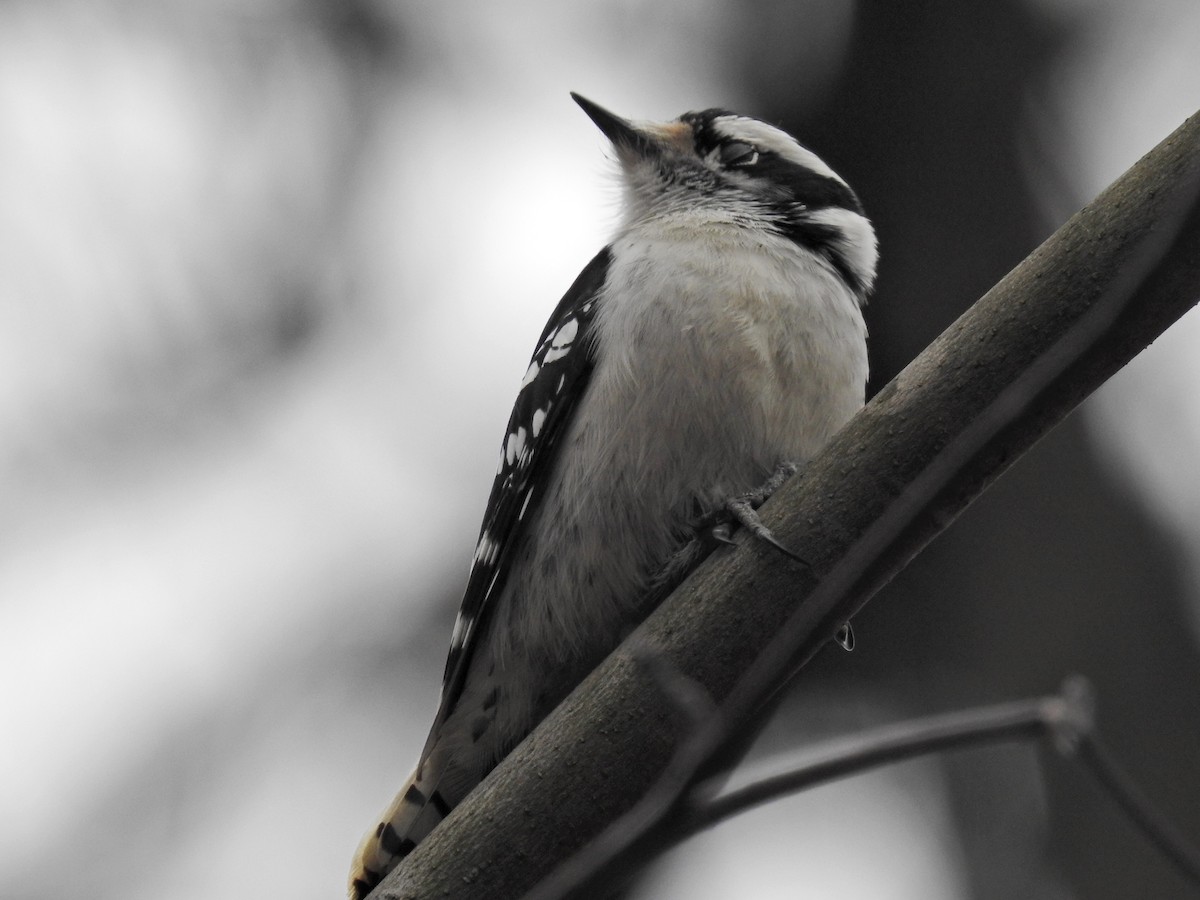 Downy Woodpecker (Eastern) - ML612521489