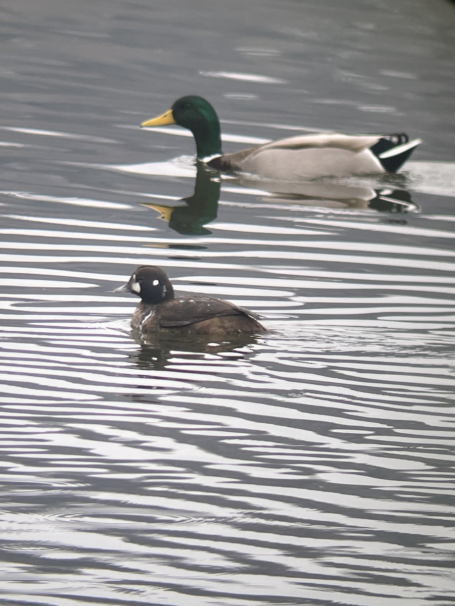 Harlequin Duck - ML612521505