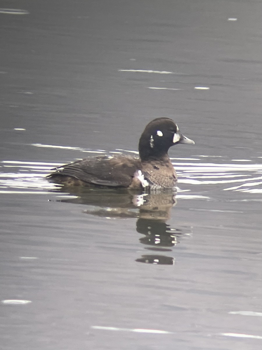 Harlequin Duck - ML612521506