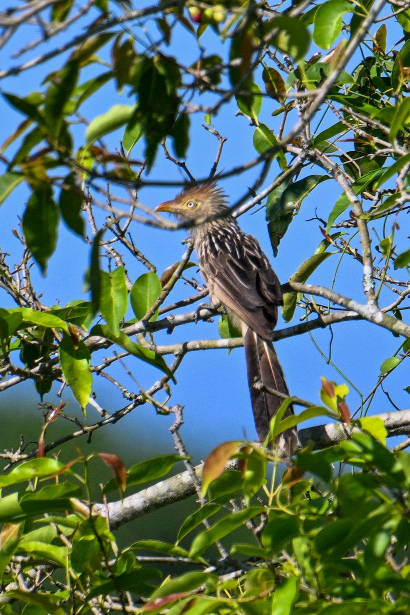 Guira Cuckoo - Tony Ducks