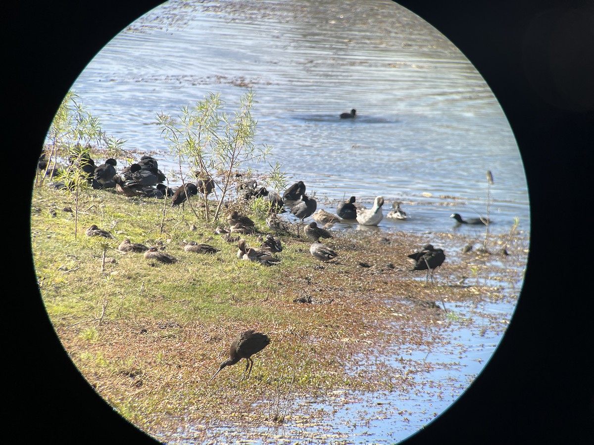 Northern Pintail - ML612521535