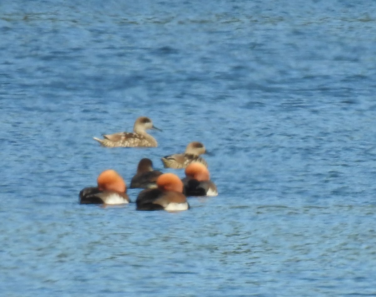 Marbled Duck - ML612521550