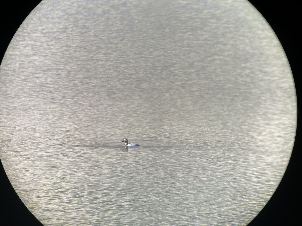 Canvasback - ML612521577