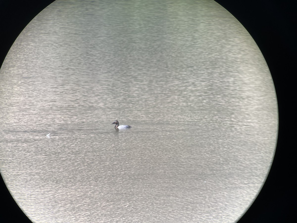 Canvasback - ML612521578