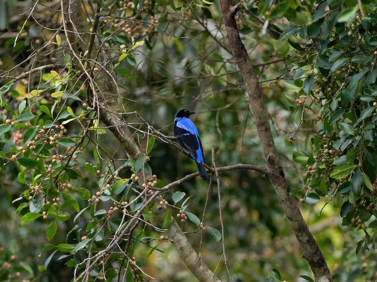 Asian Fairy-bluebird - ML612521590