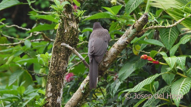 Brown Jay - ML612521594