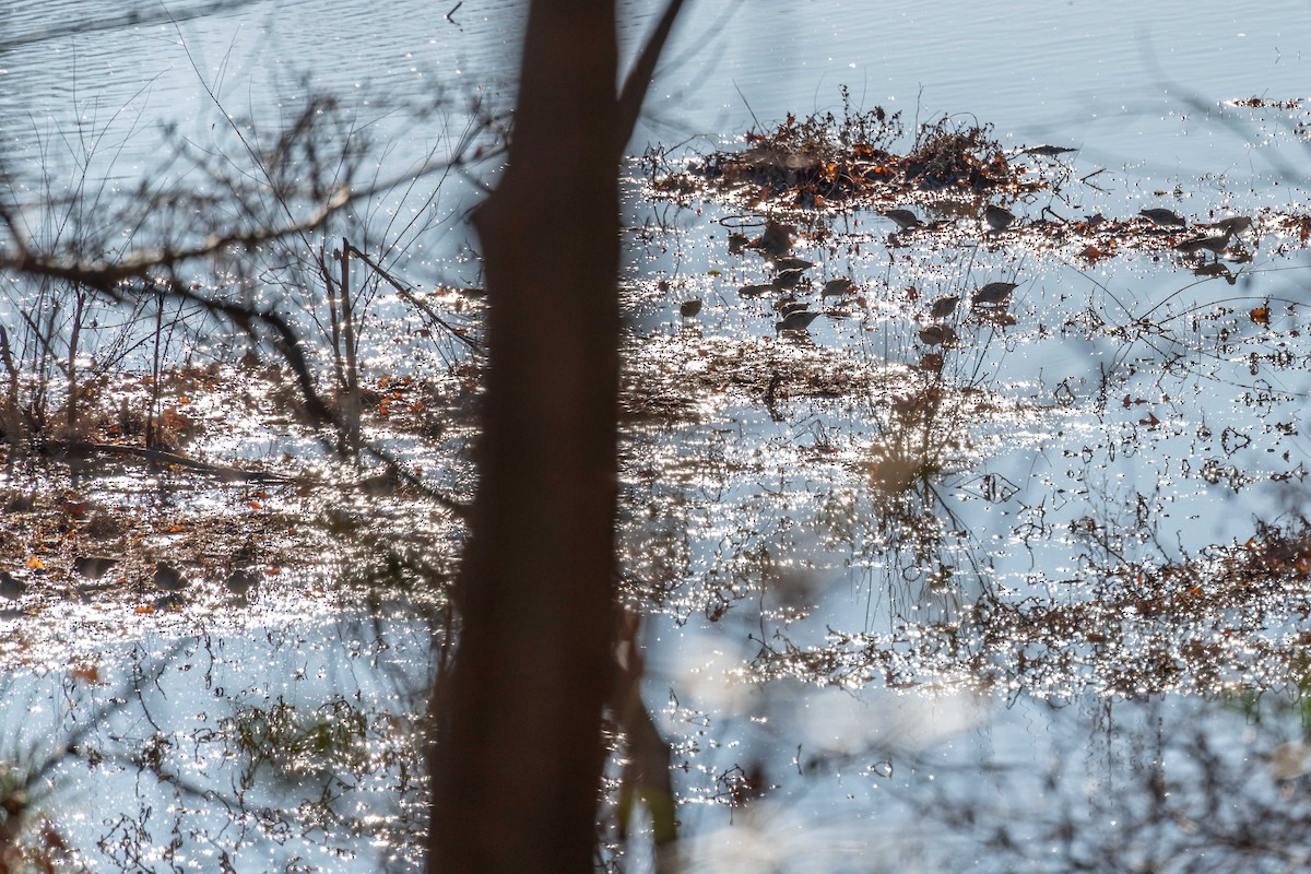 Wilson's Snipe - ML612521629