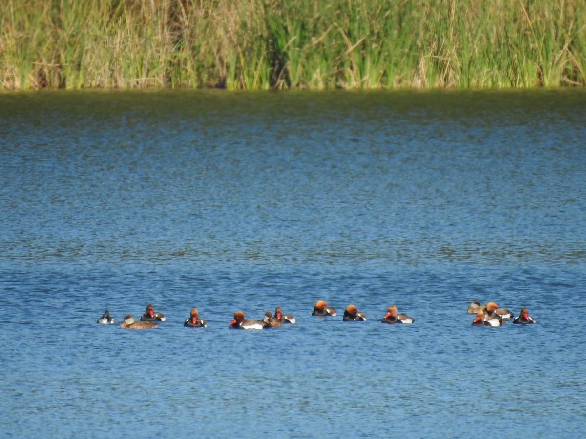 Red-crested Pochard - ML612521634