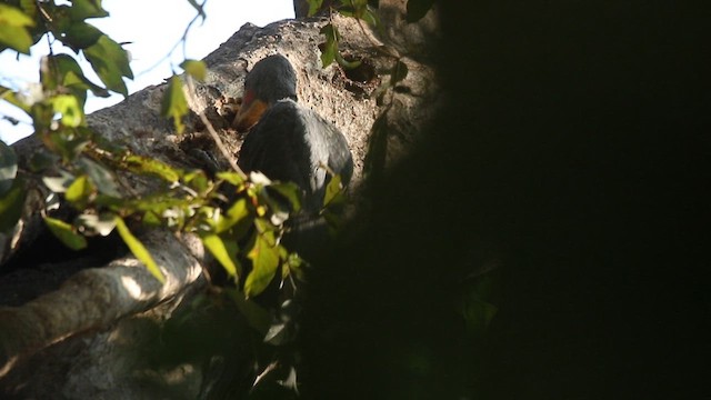 Great Slaty Woodpecker - ML612521646