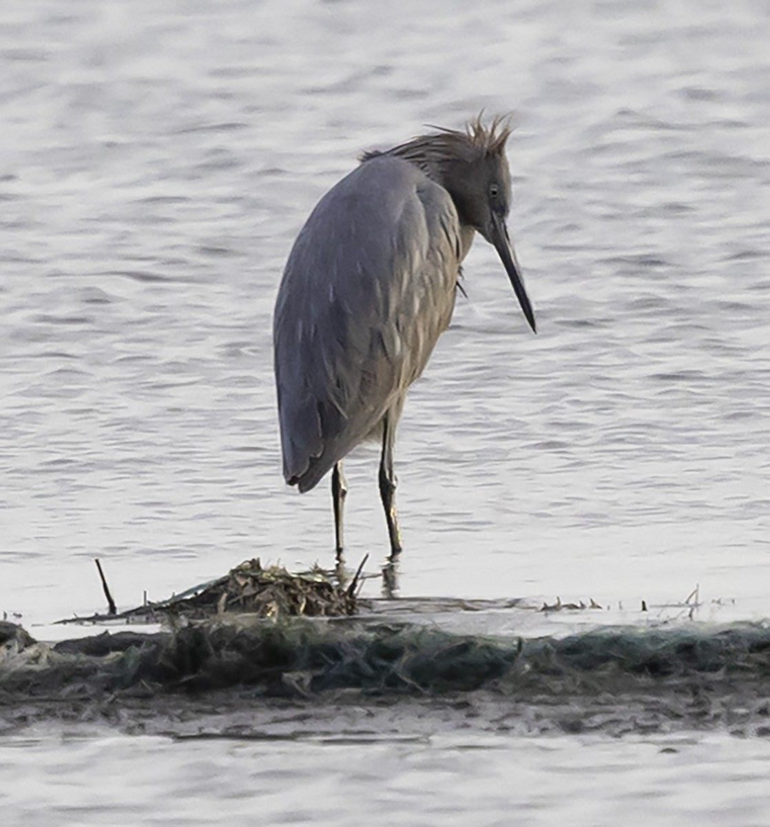 Reddish Egret - ML612521693