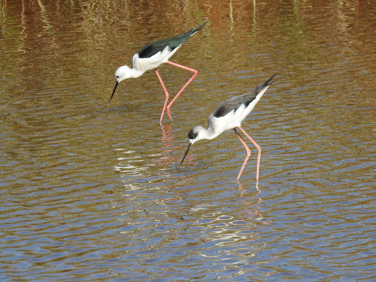 Black-winged Stilt - ML612521694