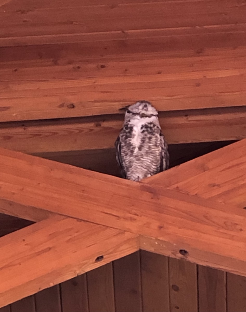 Great Horned Owl - ML612521699
