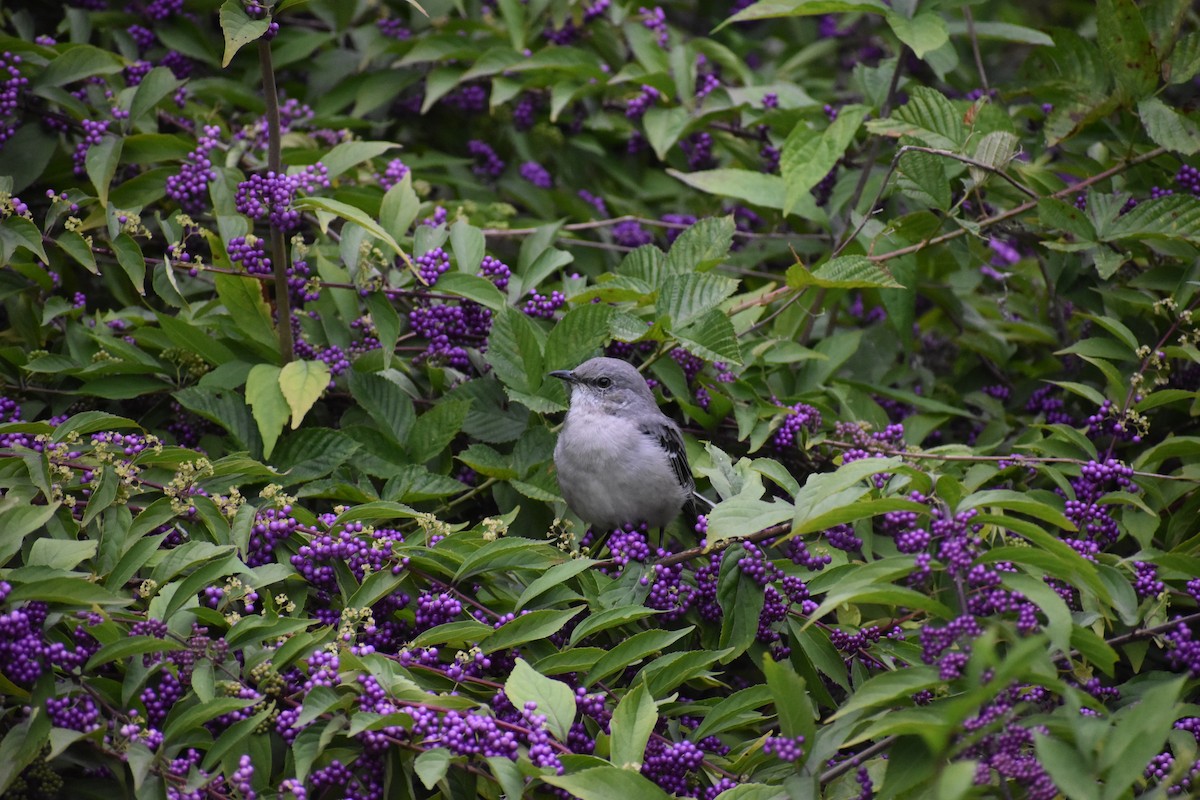 Northern Mockingbird - ML612521721