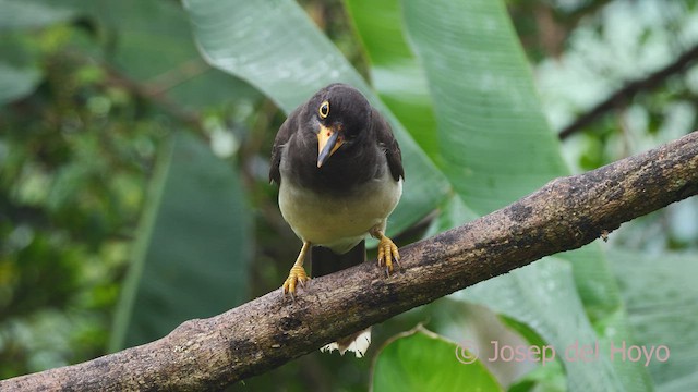 Brown Jay - ML612521729