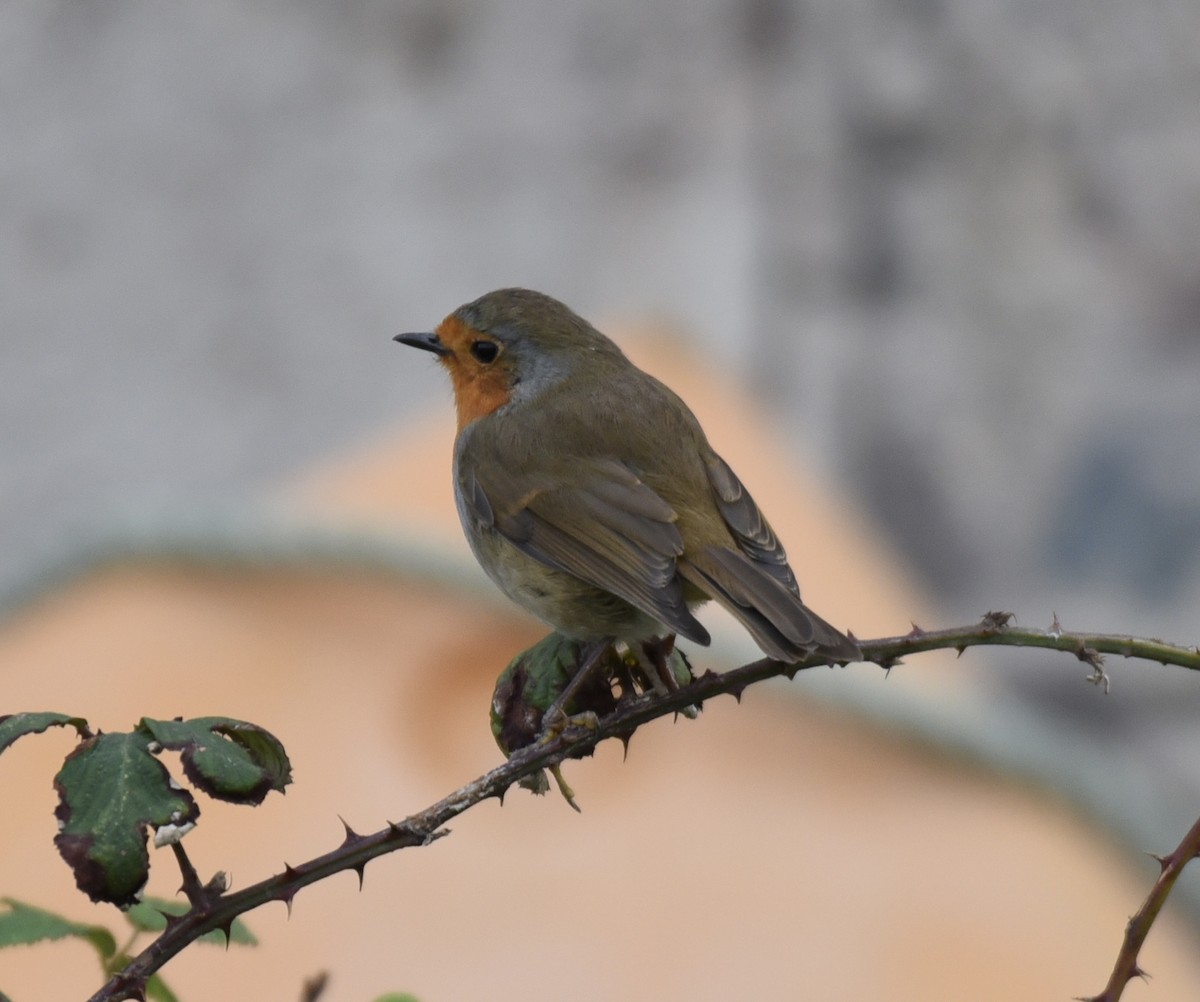 European Robin - ML612521754