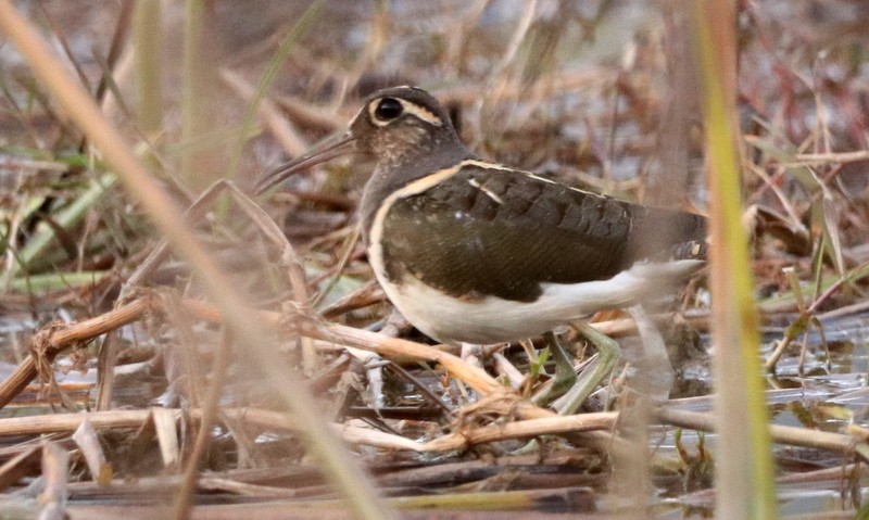 Greater Painted-Snipe - ML612521759