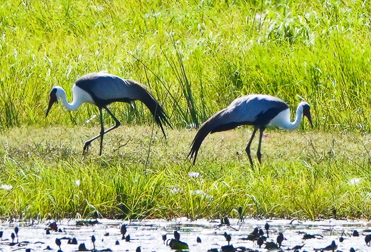 Wattled Crane - ML612521776