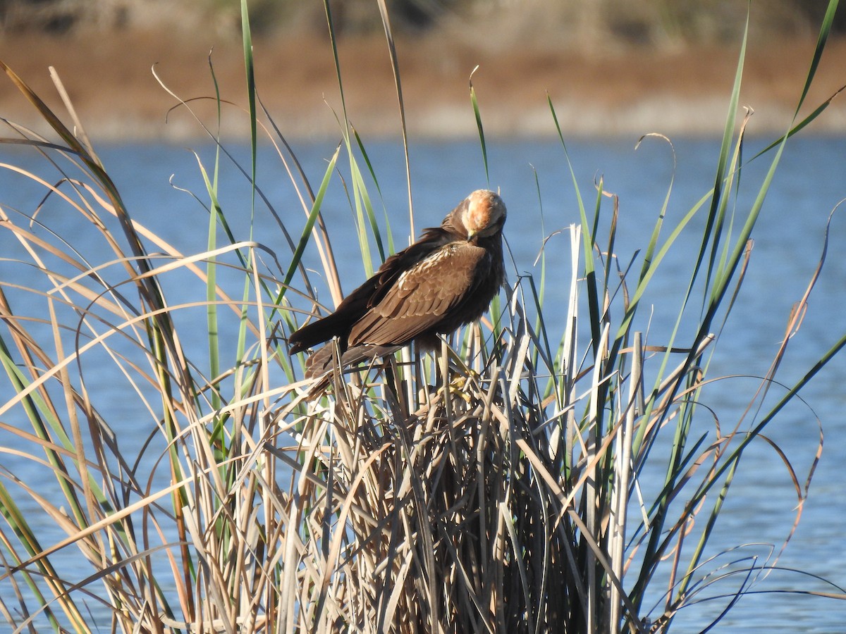 Western Marsh Harrier - ML612521836
