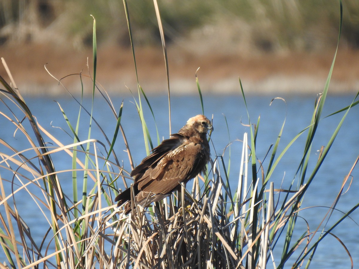 Western Marsh Harrier - ML612521852