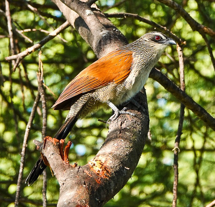 White-browed Coucal - ML612521866