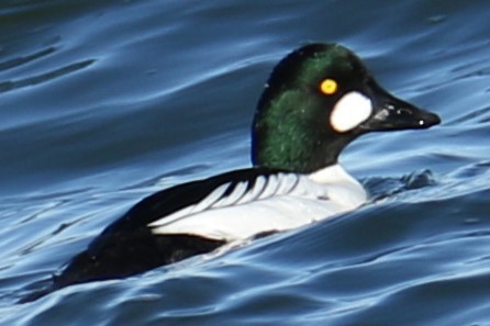 Common Goldeneye - ML612521894