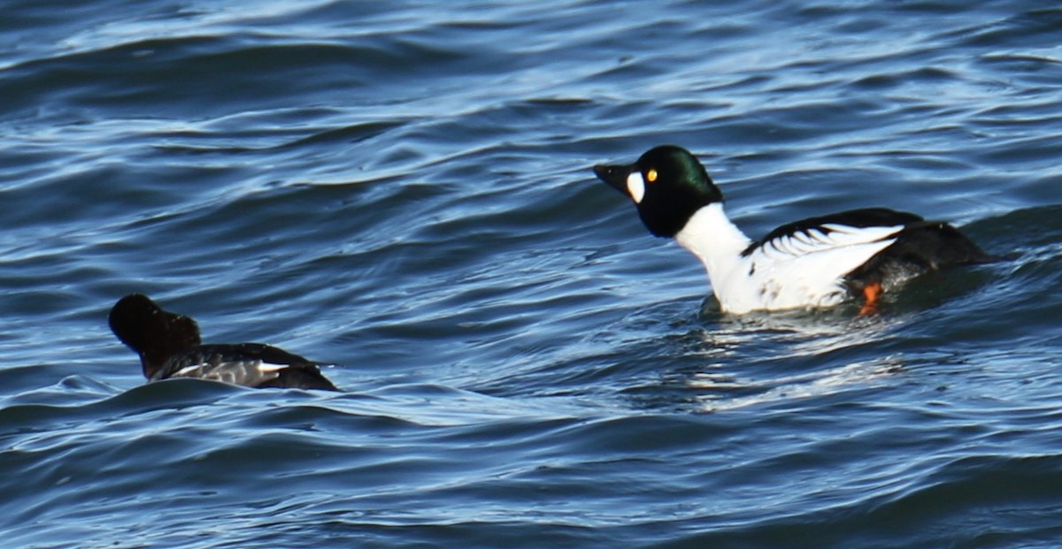 Common Goldeneye - ML612521902