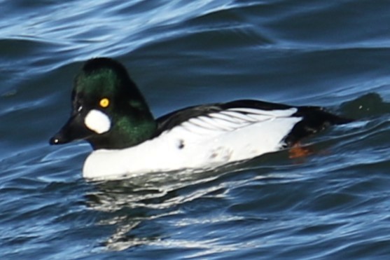 Common Goldeneye - ML612521906