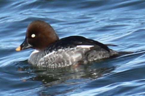 Common Goldeneye - ML612521914