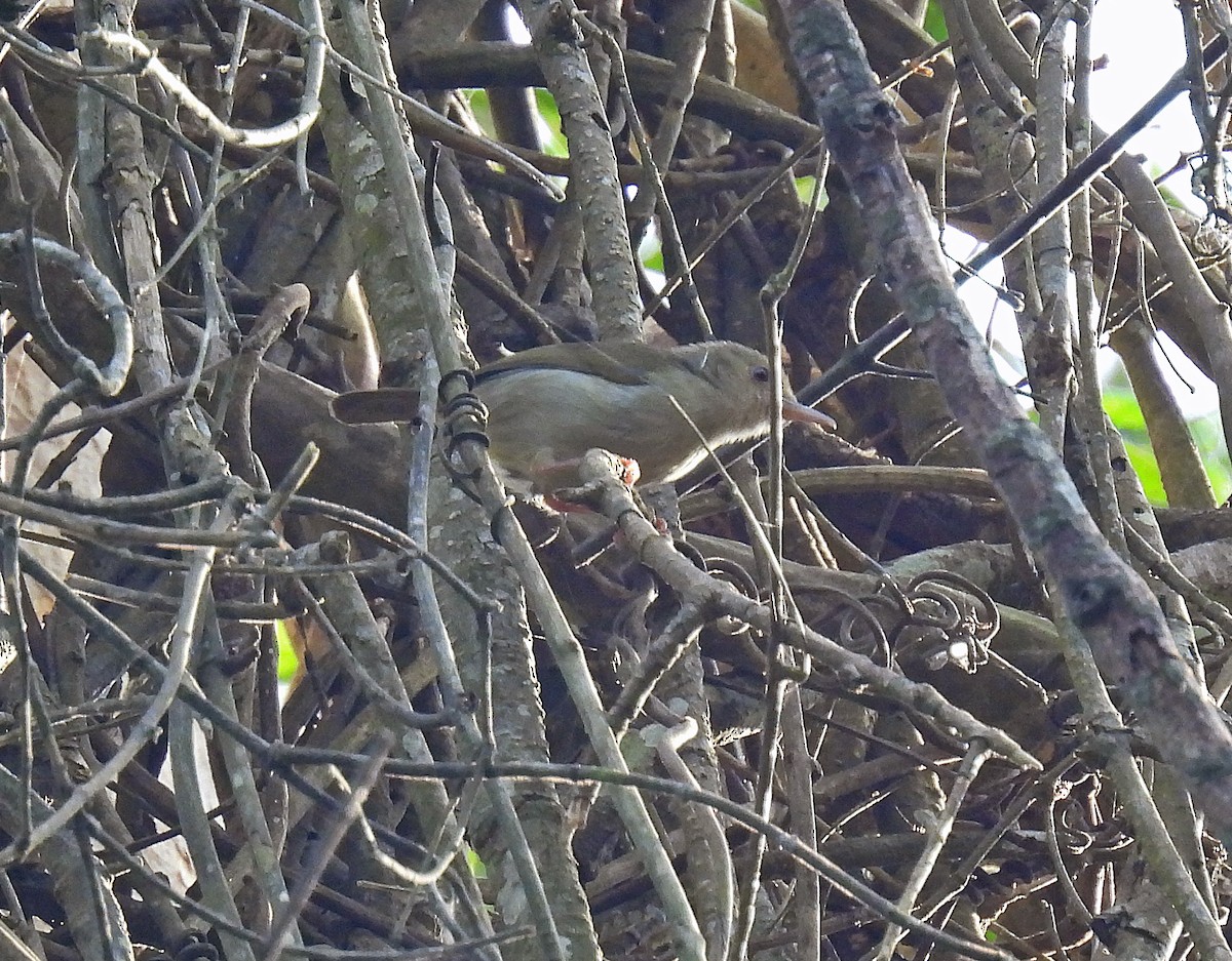 Gray Longbill - ML612521955