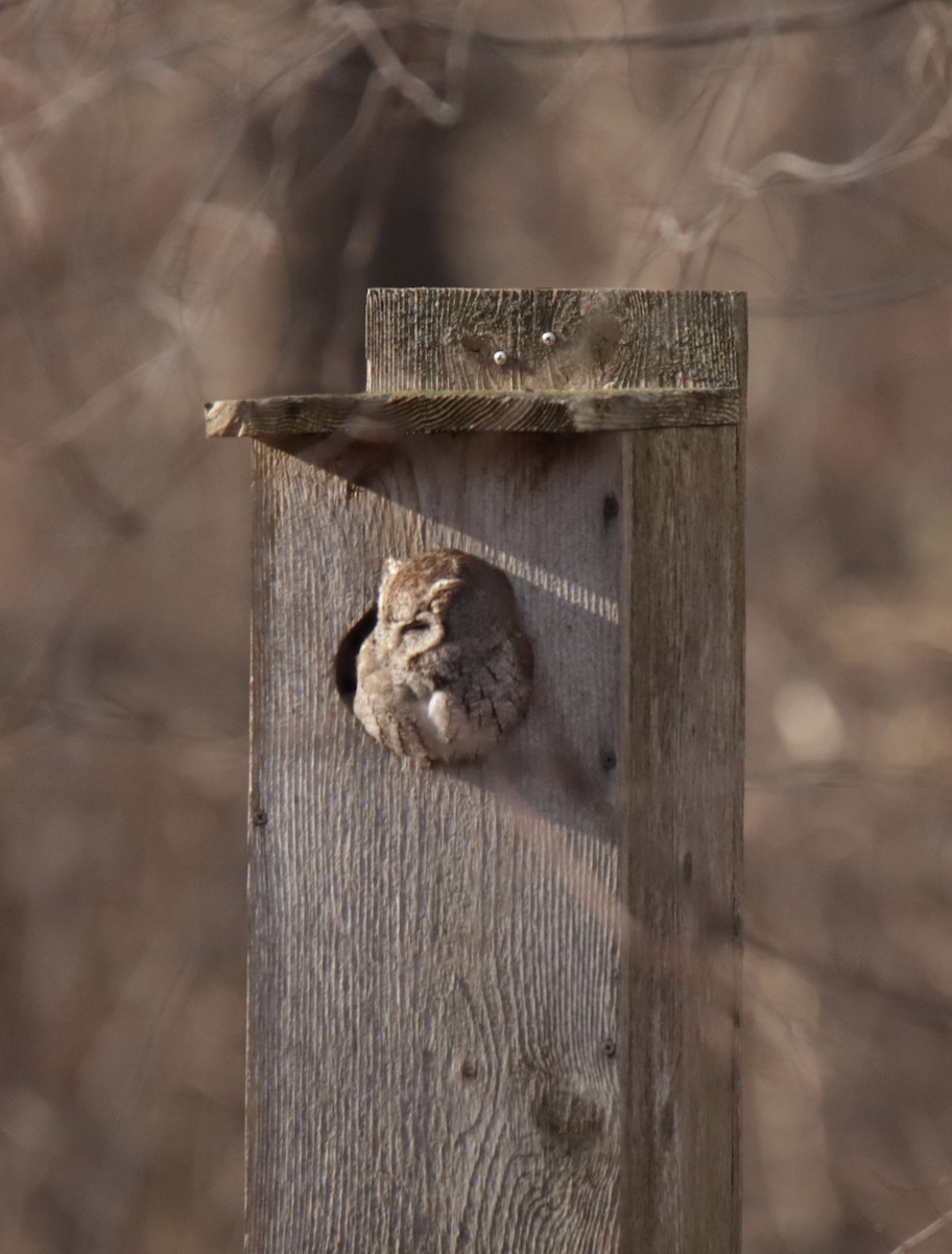 Eastern Screech-Owl - ML612521973