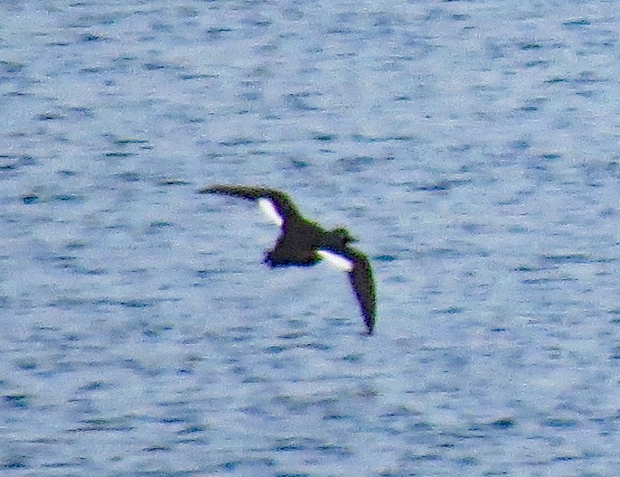 White-winged Scoter - ML612522016